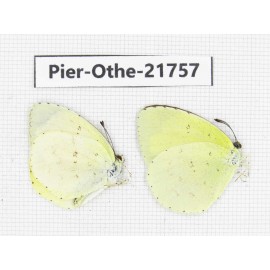 Eurema sp. China, Yunnan, Xiangerila, S of Weixi county. 2M. Pier-Othe-21757.