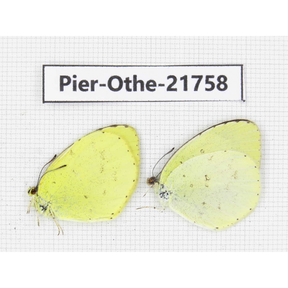 Eurema sp. China, Yunnan, Xiangerila, S of Weixi county. 2M. Pier-Othe-21758.