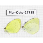 Eurema sp. China, Yunnan, Xiangerila, S of Weixi county. 2M. Pier-Othe-21758.