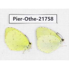 Eurema sp. China, Yunnan, Xiangerila, S of Weixi county. 2M. Pier-Othe-21758.