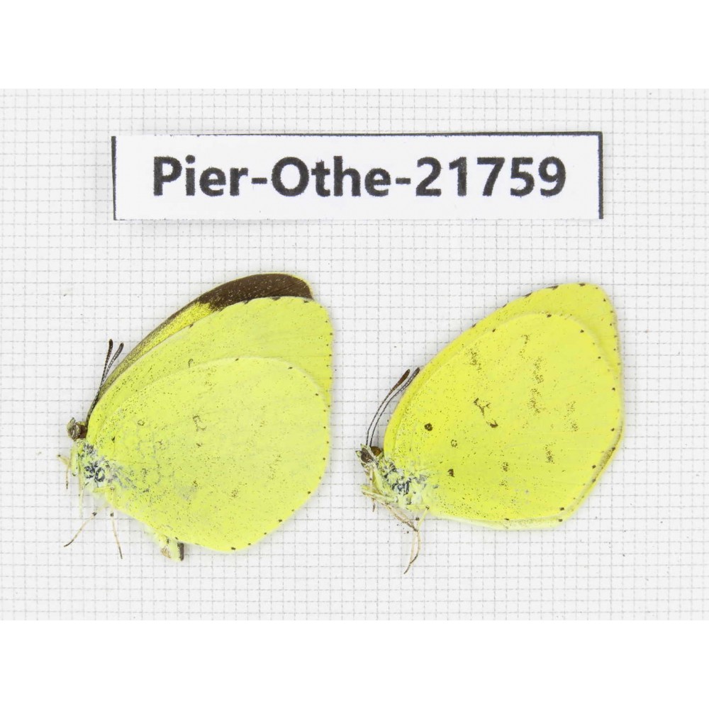 Eurema sp. China, Yunnan, Xiangerila, S of Weixi county. 2M. Pier-Othe-21759.
