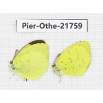 Eurema sp. China, Yunnan, Xiangerila, S of Weixi county. 2M. Pier-Othe-21759.