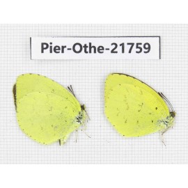 Eurema sp. China, Yunnan, Xiangerila, S of Weixi county. 2M. Pier-Othe-21759.
