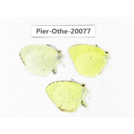 Eurema sp. China, Yunnan, Xiangerila, Weixi county. 3M. Pier-Othe-20077.