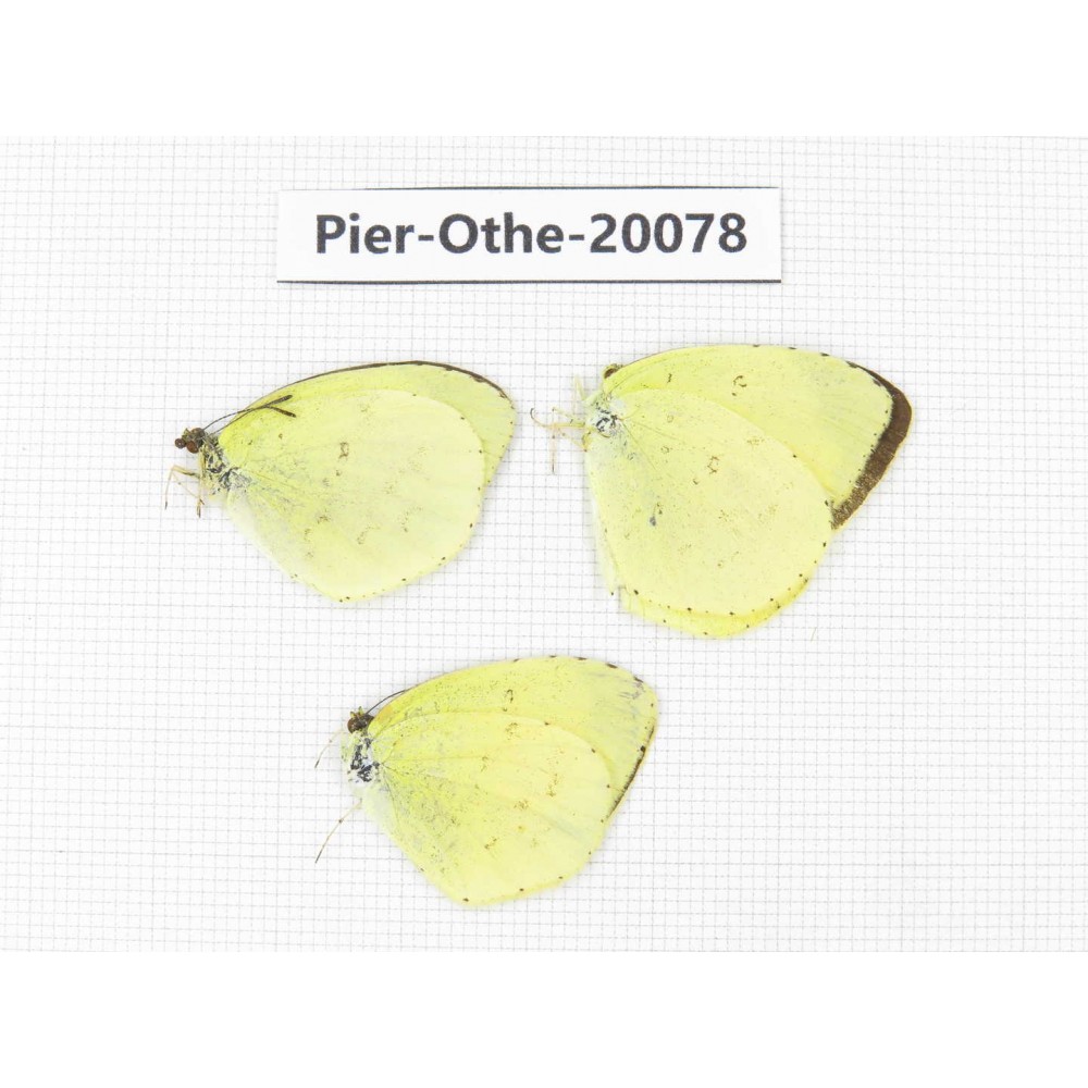 Eurema sp. China, Yunnan, Xiangerila, Weixi county. 3M. Pier-Othe-20078.