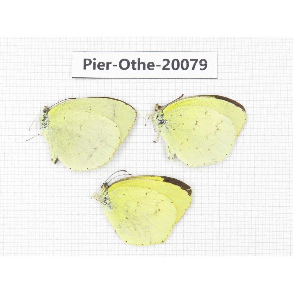 Eurema sp. China, Yunnan, Xiangerila, Weixi county. 3M. Pier-Othe-20079.