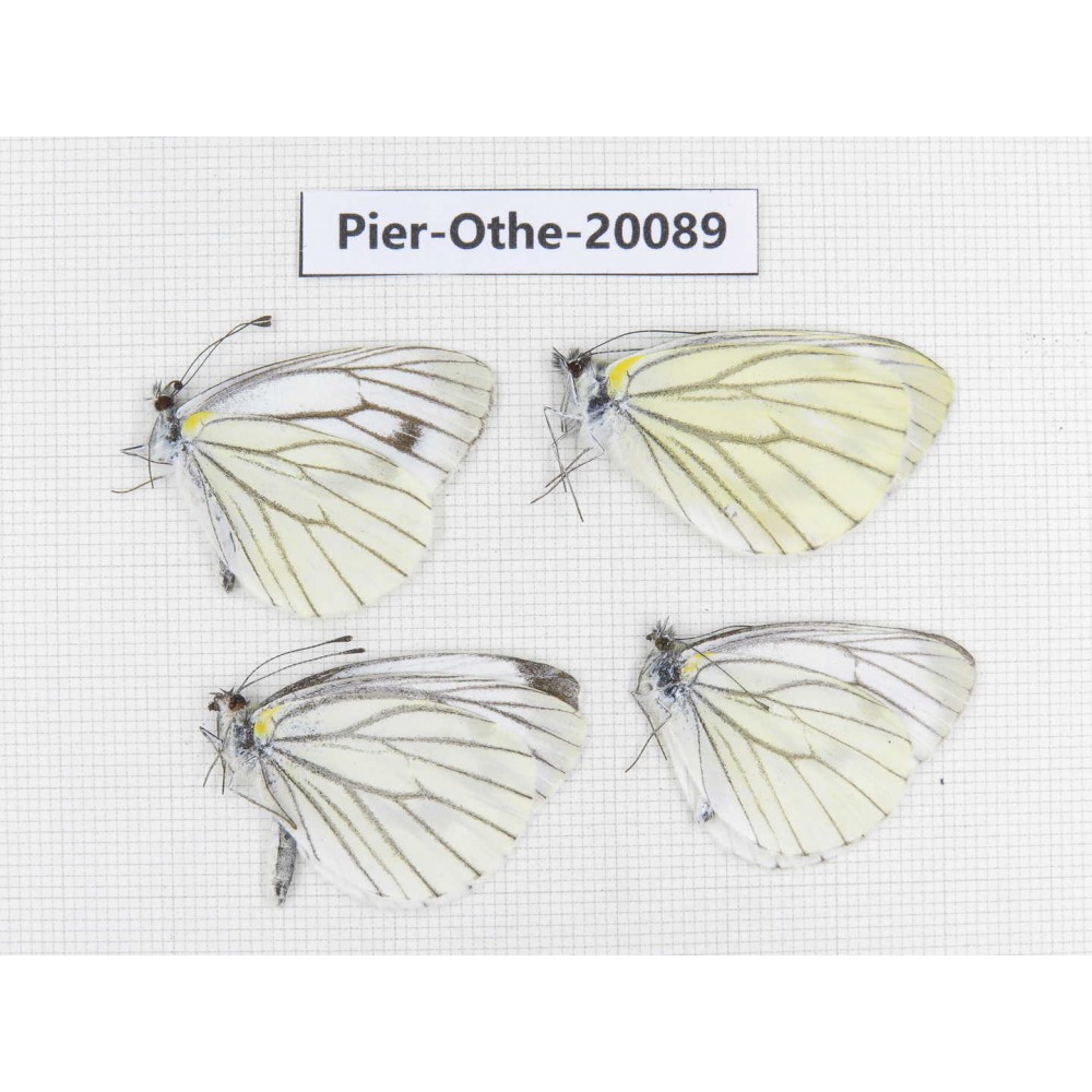 Pieris malete ssp. China, Yunnan, Xiangerila, Weixi county. 4M. Pier-Othe-20089.