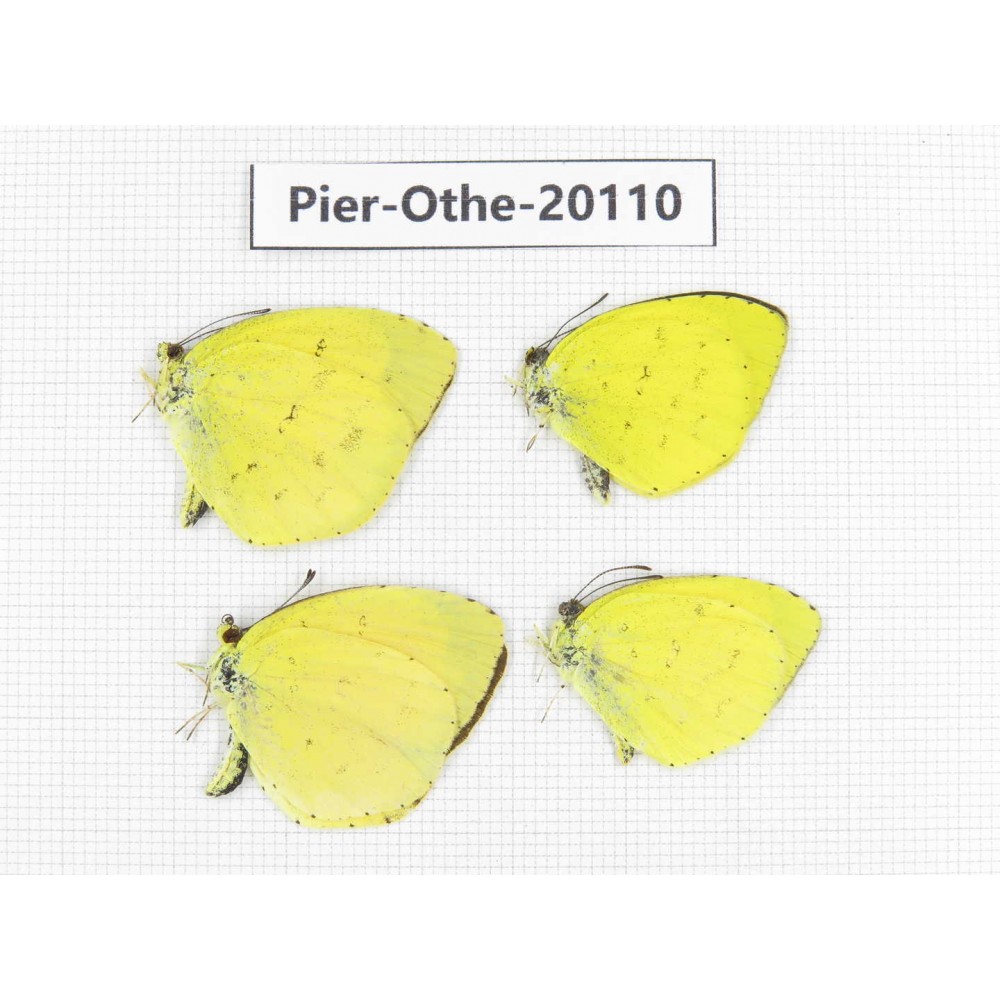 Eurema sp. China, Yunnan, Xiangerila, Weixi county. 4M. Pier-Othe-20110.