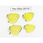 Eurema sp. China, Yunnan, Xiangerila, Weixi county. 4M. Pier-Othe-20110.