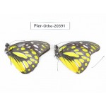 Prioneris thestylis ssp. China, Yunnan, Xishuangbanna, Mengla. 2M. Pier-othe-20391.