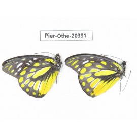 Prioneris thestylis ssp. China, Yunnan, Xishuangbanna, Mengla. 2M. Pier-othe-20391.