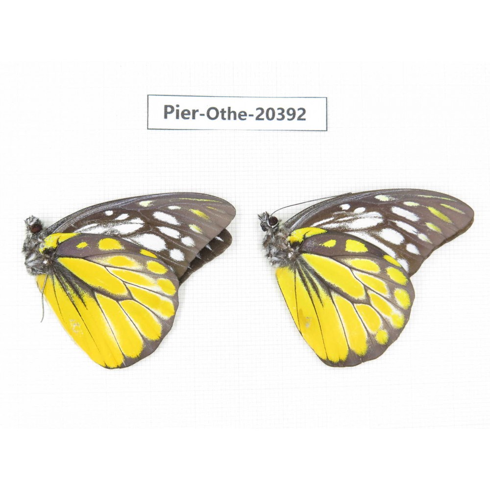 Prioneris thestylis ssp. China, Yunnan, Xishuangbanna, Mengla. 2M. Pier-othe-20392.