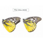 Prioneris thestylis ssp. China, Yunnan, Xishuangbanna, Mengla. 2M. Pier-othe-20392.