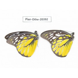 Prioneris thestylis ssp. China, Yunnan, Xishuangbanna, Mengla. 2M. Pier-othe-20392.