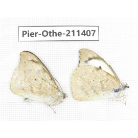 Appias lalage ssp. China, Yunnan, Yingjiang county. 2M. Pier-Othe-211407.