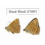 Zemeros flegyas. China, Guangxi, Baise area, Pingguo county. 2M. Riod-Riod-21001.