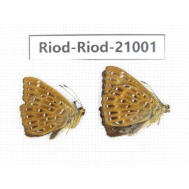 Zemeros flegyas. China, Guangxi, Baise area, Pingguo county. 2M. Riod-Riod-21001.