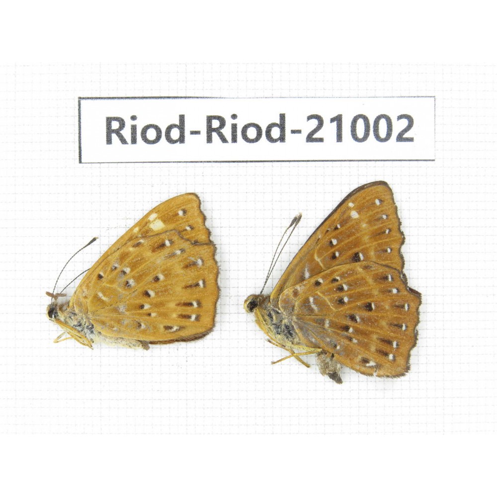 Zemeros flegyas. China, Guangxi, Baise area, Pingguo county. 2M. Riod-Riod-21002.