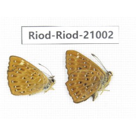 Zemeros flegyas. China, Guangxi, Baise area, Pingguo county. 2M. Riod-Riod-21002.