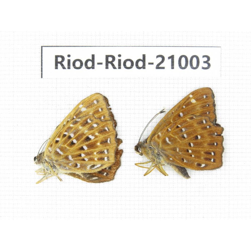 Zemeros flegyas. China, Guangxi, Baise area, Pingguo county. 2M. Riod-Riod-21003.