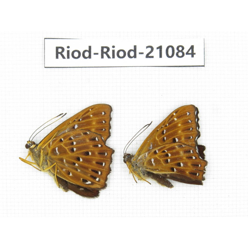Zemeros flegyas. China, Sichuan, Baoxing county. 2M. Riod-Riod-21084.