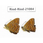 Zemeros flegyas. China, Sichuan, Baoxing county. 2M. Riod-Riod-21084.