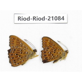 Zemeros flegyas. China, Sichuan, Baoxing county. 2M. Riod-Riod-21084.