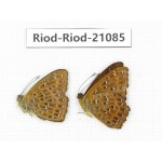 Zemeros flegyas. China, Sichuan, Baoxing county. 2M. Riod-Riod-21085.