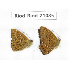 Zemeros flegyas. China, Sichuan, Baoxing county. 2M. Riod-Riod-21085.