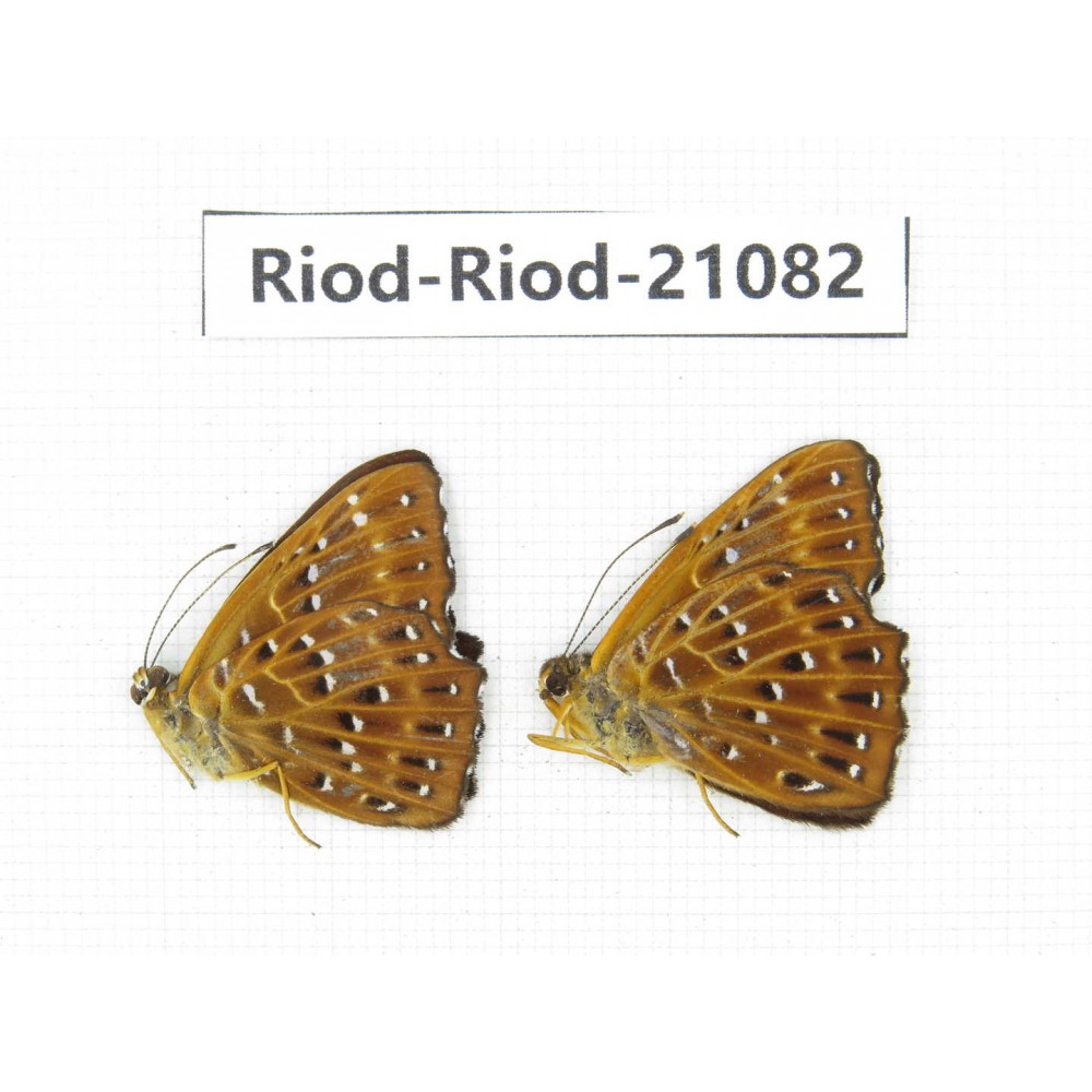 Zemeros flegyas. China, Sichuan, Baoxing county. 2M. Riod-Riod-21082.