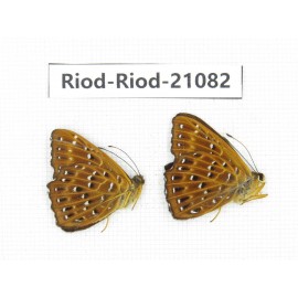 Zemeros flegyas. China, Sichuan, Baoxing county. 2M. Riod-Riod-21082.