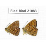 Zemeros flegyas. China, Sichuan, Baoxing county. 2M. Riod-Riod-21083.