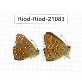 Zemeros flegyas. China, Sichuan, Baoxing county. 2M. Riod-Riod-21083.