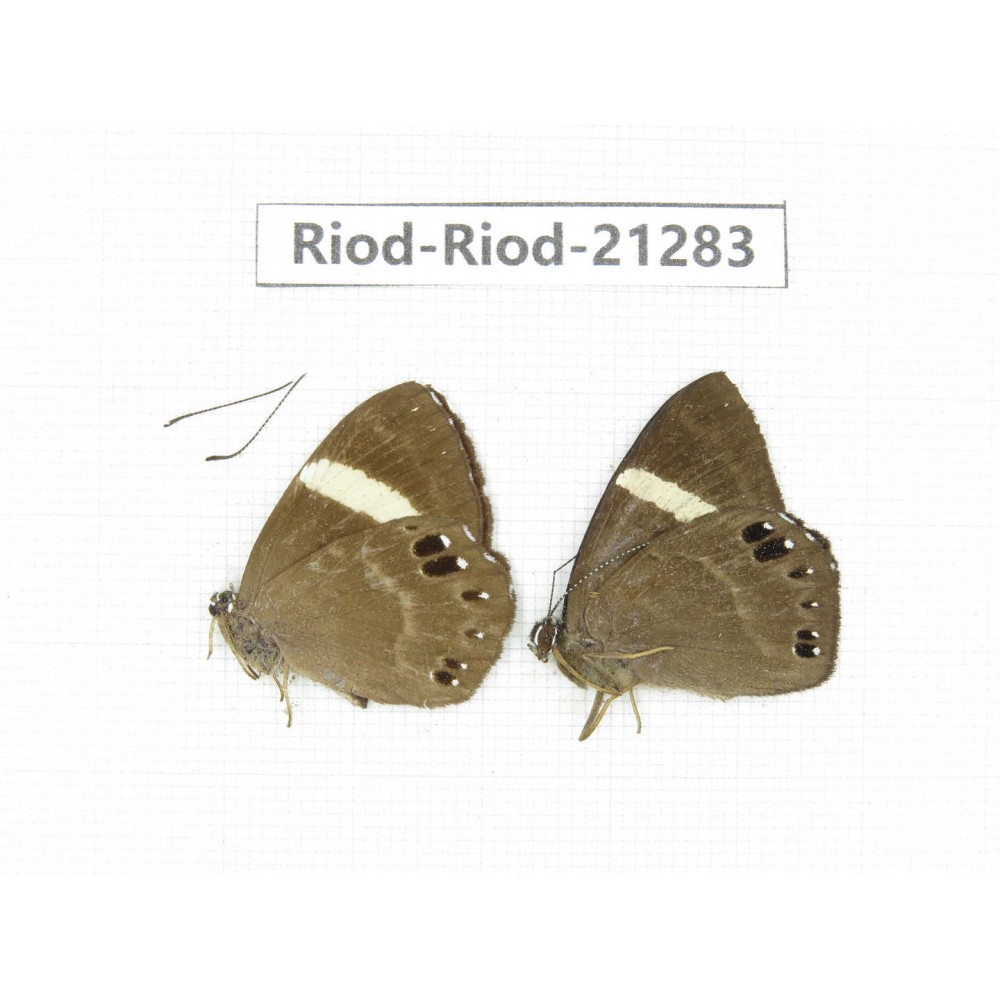 Abisara sp. China, Sichuan, Liangshan area, Dechang county. 2M. Riod-Riod-21283.