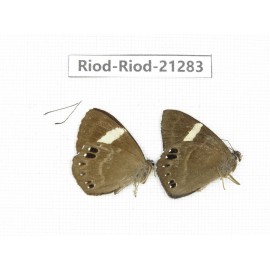 Abisara sp. China, Sichuan, Liangshan area, Dechang county. 2M. Riod-Riod-21283.