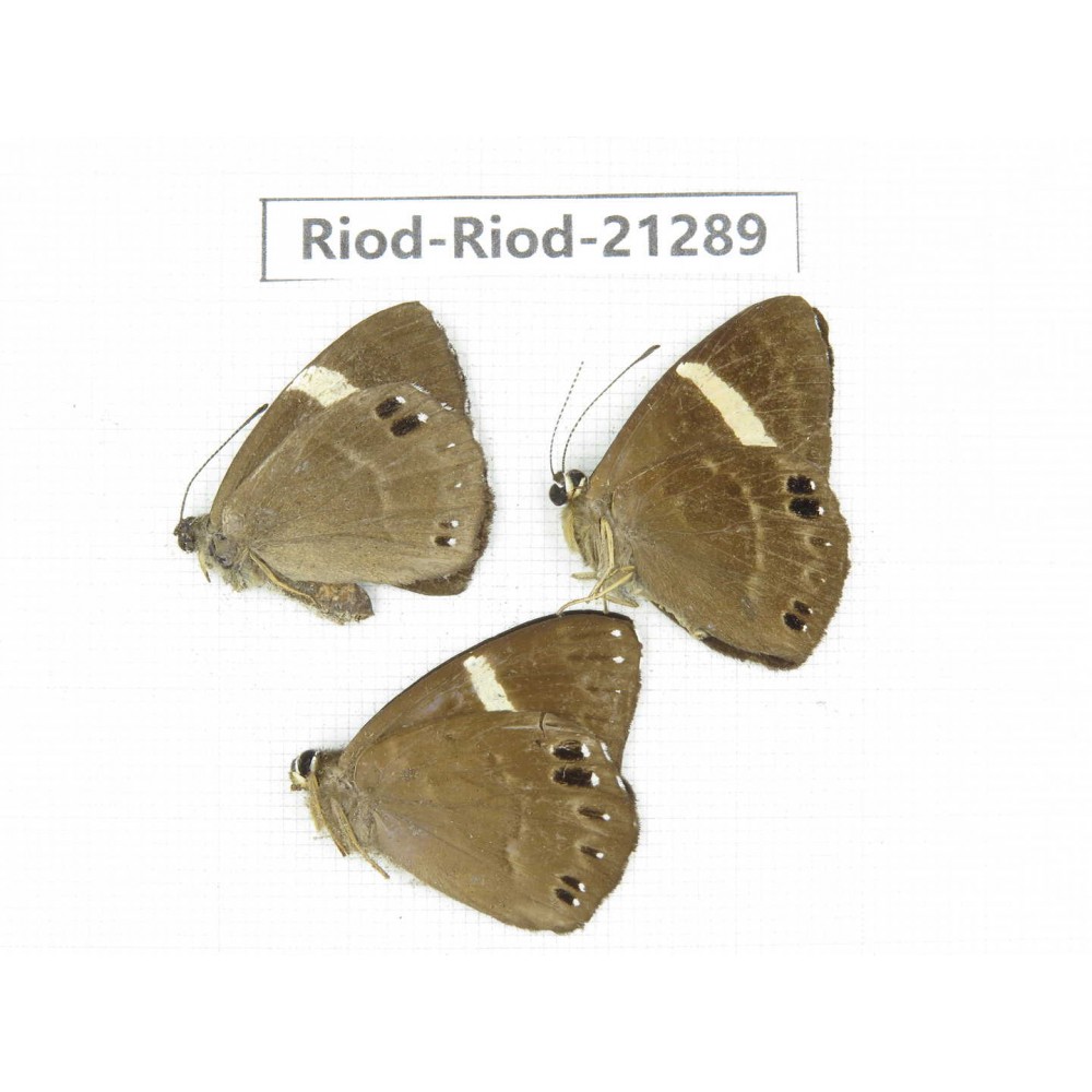 Abisara sp. China, Sichuan, Liangshan area, Dechang county. 3M. Riod-Riod-21289.