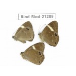 Abisara sp. China, Sichuan, Liangshan area, Dechang county. 3M. Riod-Riod-21289.