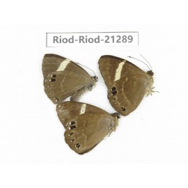 Abisara sp. China, Sichuan, Liangshan area, Dechang county. 3M. Riod-Riod-21289.