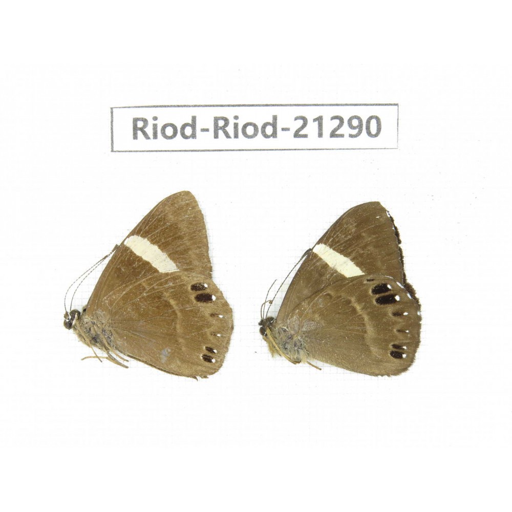 Abisara sp. China, Sichuan, Liangshan area, Dechang county. 2M. Riod-Riod-21290.