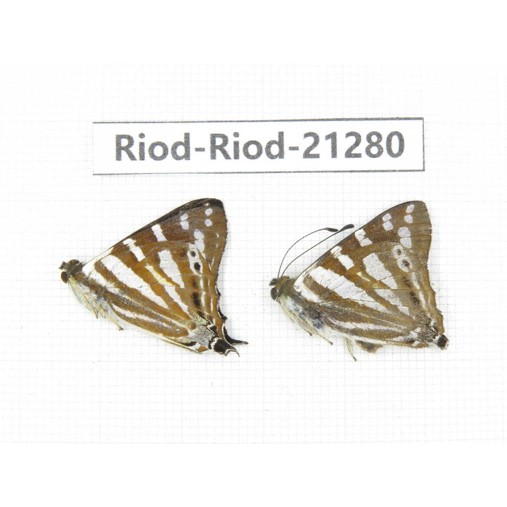 Dodona sp. China, Tibet, Linzhi, Milin county. 2M. Riod-Riod-21280.