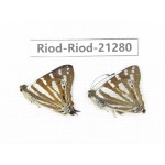 Dodona sp. China, Tibet, Linzhi, Milin county. 2M. Riod-Riod-21280.