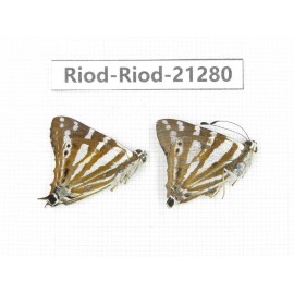 Dodona sp. China, Tibet, Linzhi, Milin county. 2M. Riod-Riod-21280.