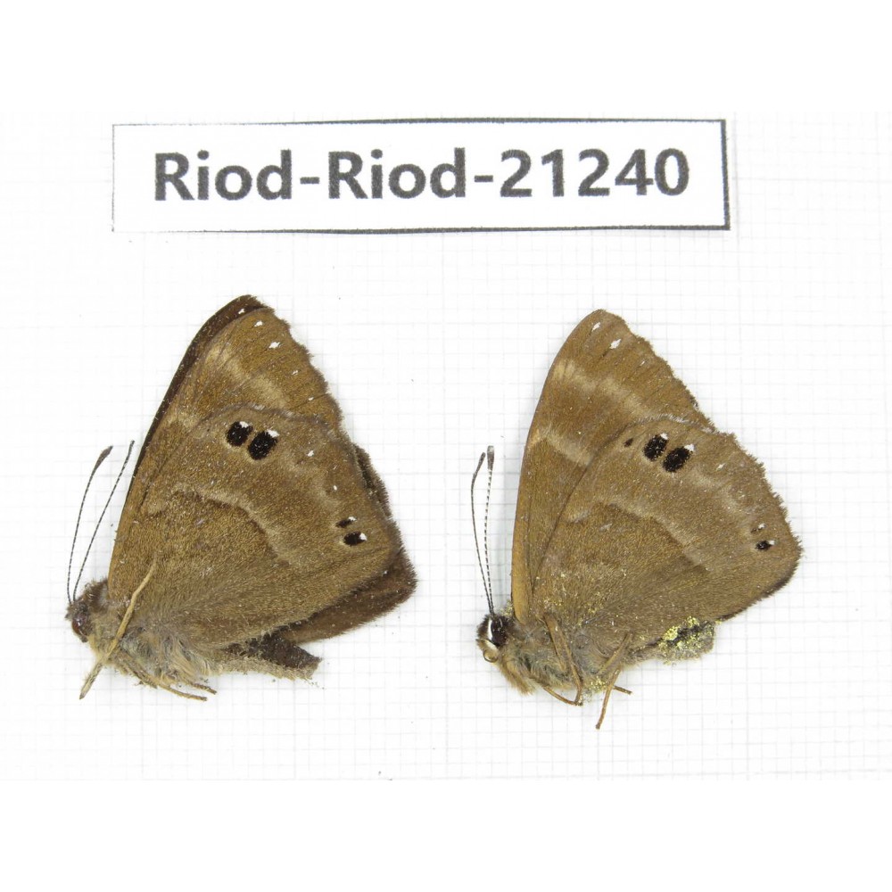 Abisara freda ssp. China, Yunnan, Dali area, C of Mt.Cangshan. 2M. Riod-Riod-21240.