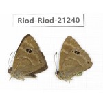 Abisara freda ssp. China, Yunnan, Dali area, C of Mt.Cangshan. 2M. Riod-Riod-21240.