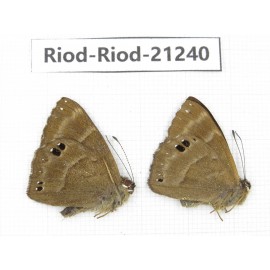 Abisara freda ssp. China, Yunnan, Dali area, C of Mt.Cangshan. 2M. Riod-Riod-21240.
