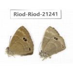 Abisara freda ssp. China, Yunnan, Dali area, C of Mt.Cangshan. 1P. Riod-Riod-21241.