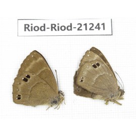 Abisara freda ssp. China, Yunnan, Dali area, C of Mt.Cangshan. 1P. Riod-Riod-21241.