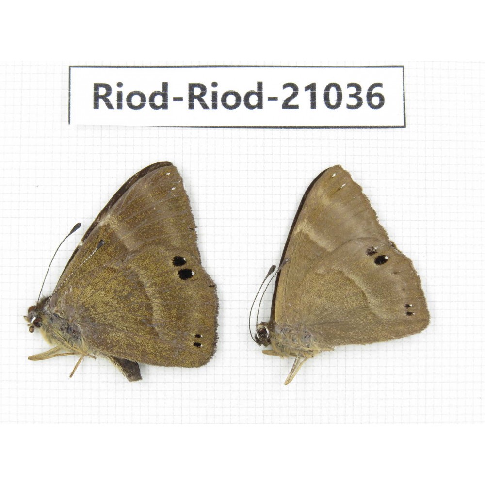 Abisara freda ssp. China, Yunnan, Dali, Fengyi town. 2M. Riod-Riod-21036.