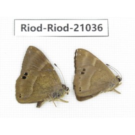 Abisara freda ssp. China, Yunnan, Dali, Fengyi town. 2M. Riod-Riod-21036.