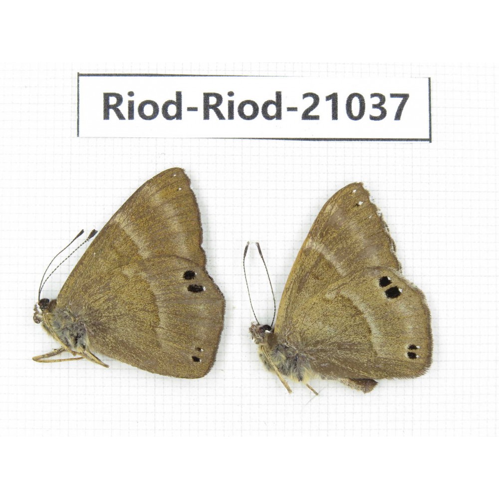 Abisara freda ssp. China, Yunnan, Dali, Fengyi town. 2M. Riod-Riod-21037.